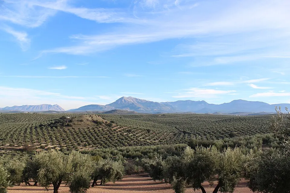 Paisaje de olivar en Jaén