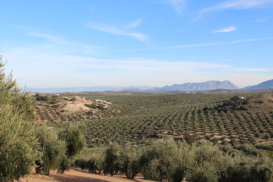 Olivar en la provincia de Jaén